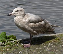 Glaucous-winged Gull 2nd cycle